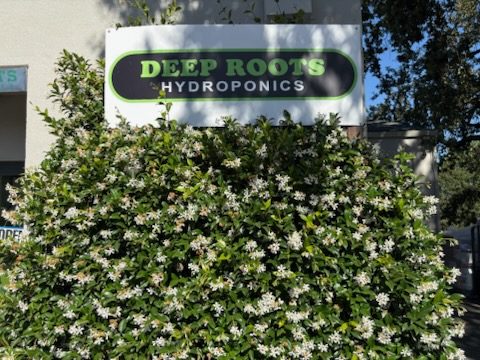 Deep Roots Hydroponics storefront sign above a flowering star jasmine hedge in full bloom